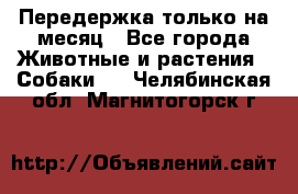 Передержка только на месяц - Все города Животные и растения » Собаки   . Челябинская обл.,Магнитогорск г.